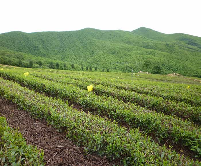 溧陽(yáng)天目湖白茶貴在哪兒？
