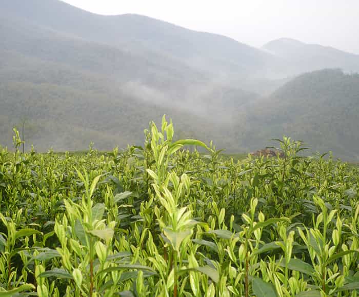 飲天目湖白茶的三流程：趣、神、味